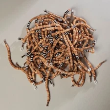 STUNNING AND RARE SOLOMON ISLAND BAKHIA SHELL MONEY