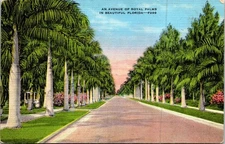 Vintage Linen Postcard An Avenue of Royal Palms Florida E Kropp Co