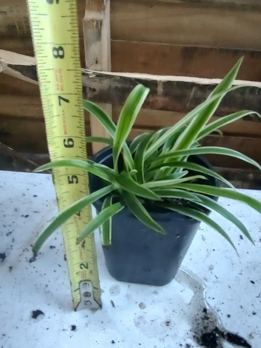Picture 3 of 9