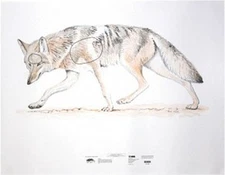 NRA Coyote Life-Size Game Targets (HF 07880), 45" x 35", (4 folded), SHIPS FREE