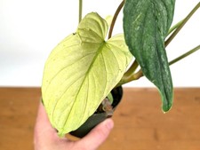 Ghost Mint Variegated Philodendron Mamei EXACT plant in 4 inch pot