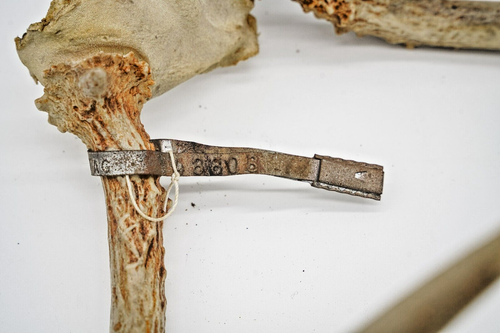 Wild Whitetail Buck Deer 5 Point Antler Rack Skull Cap Nebraska Deer Tag - Picture 3 of 15