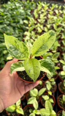 Ficus Shivereana Moonshine - 4'' from MyPlants