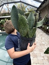 Sansevieria Masoniana Whale Fin Actual Plant Free Shipping