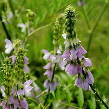 Galega officinalis 50 Seeds – Goat's Rue Seeds – Hardy