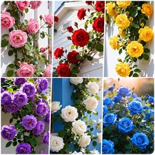 300 Climbing Rose Bush Seeds for Planting Outdoors-Perennial Flowering Plant ...