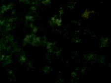 MODA  FABRICS WITH MARBLES #9867 "HUNTER GREEN " BTY