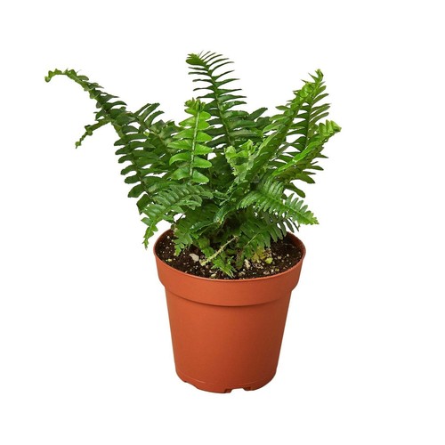 Jester's Crown Farn - 6" Topf/Gärtnertopf