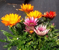 GAZANIA MIX Gazania Splenden Bulk Seeds - 500 Bulk Seeds