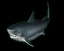 jtssharksteeth
