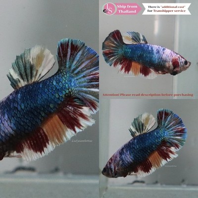 Live Tropical Betta Fish (Thailand) -- Emerald Candy Halfmoon