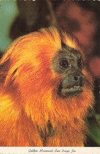 Postcard Golden lion Tamarin Primates Endangered Species San Diego Zoo 