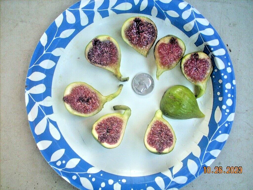 Esquejes de higuera, Battaglia, italiano, delicioso higo blanco, dos cultivos, ¡6 piezas! Foto 3 de 4