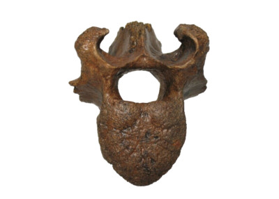 Pleistozän Steppenbison Eiszeit Säugetier Fossil Wirbel Ausgestorbene Art #2