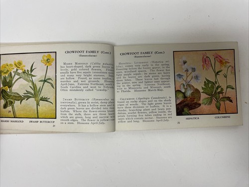 Wild Flowers of America by Jane Harvey #W737 Small Pocketbook (1932) - 第 7/12 張圖片