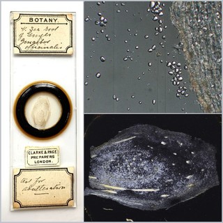 Clarke & Page Antique Microscope Slide. Ginger Root Test for Adulteration