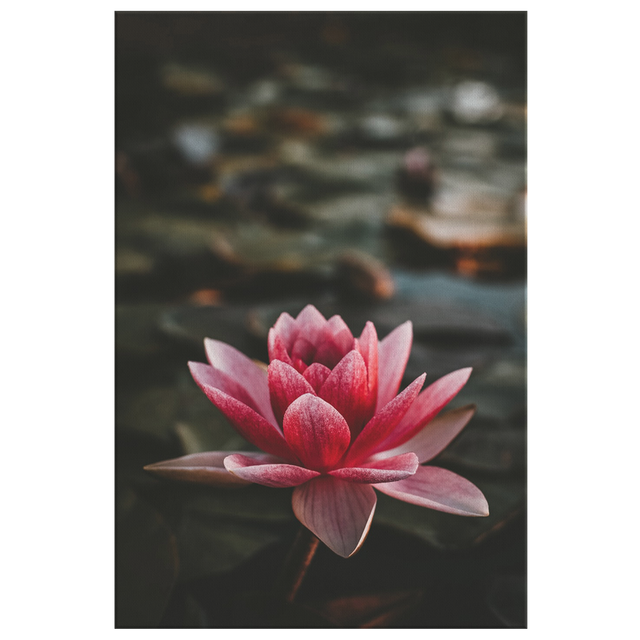 Pink Lotus Flower Peaceful Pretty Canvas Wall Art Photo Print Spa Decor