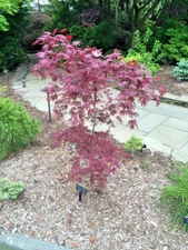 Dragon Tears Japanese Maple Tree with Low Branching Effects~12 Fresh Seeds