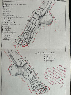 Rare drawing original big format study anatomic 1920 - 1930 flayed anatomie