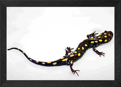 SALAMANDER Gerahmtes Wandbild Poster Leinwanddruck Bild