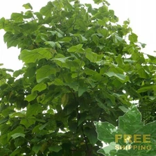 PRINCESS TREE Paulownia Tomentosa - 200 SEEDS. *LESS S&H