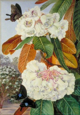 Marianne North : Rhododendron Falconeri [...] of North India : Quality Art  Print | eBay