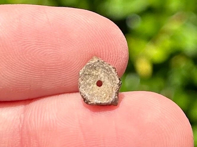Dinosaur Age Fossil Vertebrae Hell Creek Formation Reptile Amphibian Fish - Image 3 of 4