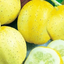Lemon Cucumber Seeds |  NON-GMO Cucumber Seeds | Heirloom Garden Seeds