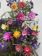 epiphyllum orchid cactus Two (2)  Random cuttings