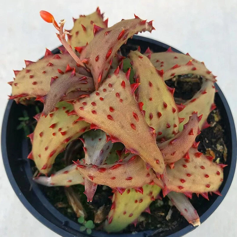 Aloe castilloniae hybrid saloe spikes, Large about 12cm nice Succulent plant
Opens in a new window o