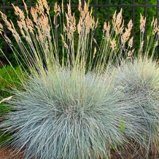 Blue Fescue Ornamental Grass Seeds 300+ Seeds BUY 4 GET FREE  SHIPPING!!!
