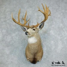 #18508 WC | 220" Mule Deer Shoulder Taxidermy Head Mount For Sale