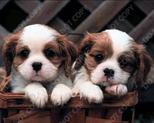 Cute Puppies in Basket 8x10 Vintage Photo Print – Adorable Dog Art Poster