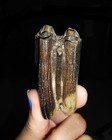 Amazing Ammonites! Sale! Bison Tooth Mammal Fossil, From Java, Indonesia, 55Mm