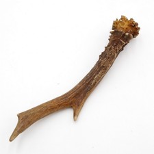 Bois de Cerf LONGUEUR 19 CM Vrai Ramures Chevreuil Ramure Bois Tige 14.1.276