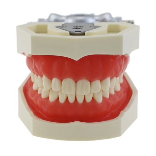 Kilgore Nissin 200 Type Dental Typodont Model 28PCS Teeth Screw-in Replacement - Picture 14 of 63