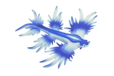 Blue Sea Slug Dragon Toy, Marine Mollusk Realistic Painted Rubber 3.5"CH293BB179