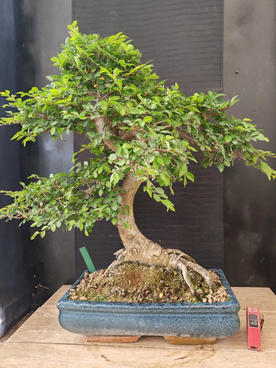 Bonsai Di Olmo A Palla In Vaso Quadro Bianco – Pianta Viva Da Interno, Altezza Vaso 15 Cm, Verde, Regalo Pollice Verde