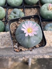 1PCS LW Succulent Cactus Plant Beautiful Cactus Garden Décor Boutique