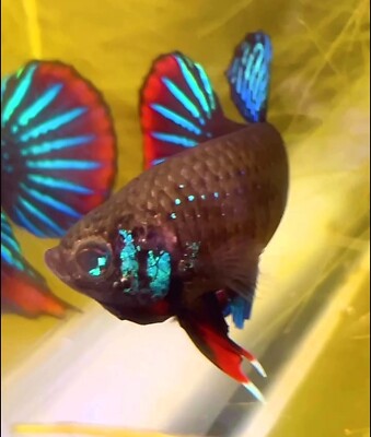 Rare! Wild Betta Sp. Male From The Mekong Delta(read description) Single Fish
