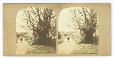 G2310~ ENGLAND Burnham Beeches c1860s Stereoview   by S. Poulton