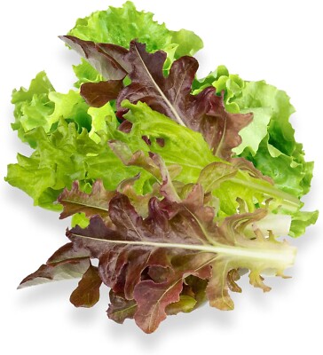 Looseleaf Lettuce Seed Pods w Plant Food for Click and Grow & Outdoor Gardens