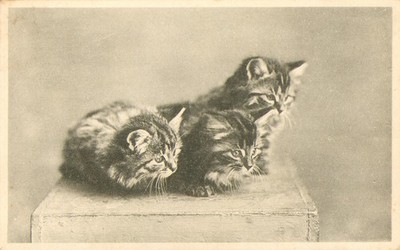 Cat 3 Adorable Kittens sitting on box RPPC Postcard Antique c1914 'Our Pets'  N