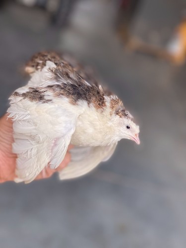 25 + Jumbo Pharoah Coturnix ,Jumbo Italian, white Quail Hatching Eggs - Bild 7 von 7