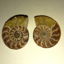 Phylloceras Paar Poliert Ammonit Madagaskar Ammoniten cm Fossil Spirale Nr.K36