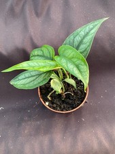 Monstera siltepeccana, Rooted Plants Shipped in 3" Pot