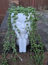 Live String of Pearls Plant