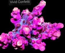Vivid Confetti 3/4-1.5 inch Frag Acropora SPS Coral