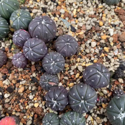 10PCS 1CM Succulent Cactus Plant Astrophytum Asterias Purple Cactaceae Beautiful
