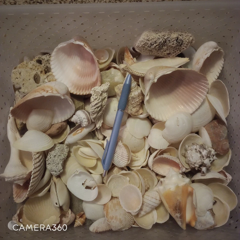 Lote de 5 libras de conchas marinas naturales surtidas - Suministro artesanal para decoración del hogar de playa boda Foto 3 de 3